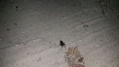 Gryllus bimaculatus