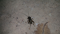 Gryllus bimaculatus