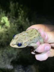 Lithobates onca