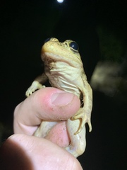 Lithobates onca