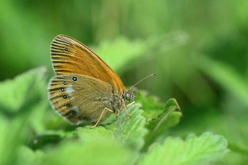 Tamsusis Satyriukas nuotrauka