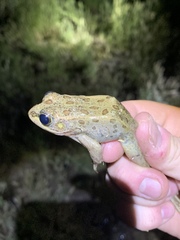 Lithobates onca