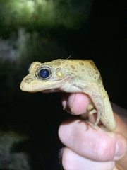 Lithobates onca