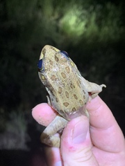Lithobates onca