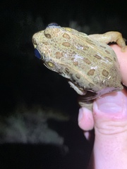 Lithobates onca