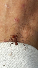 Atta laevigata