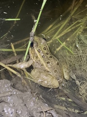 Lithobates onca