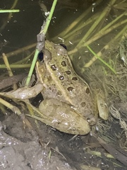 Lithobates onca