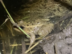Lithobates onca