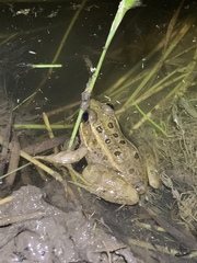 Lithobates onca