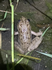 Lithobates onca