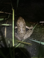 Lithobates onca