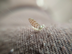 Ephemeroptera