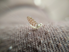 Ephemeroptera