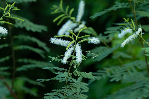 Elegant Mimosa (Mimosa arenosa)