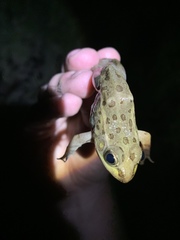 Lithobates onca