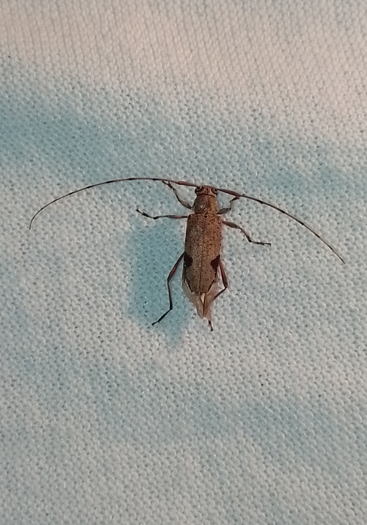 Anisopodus mexicanus