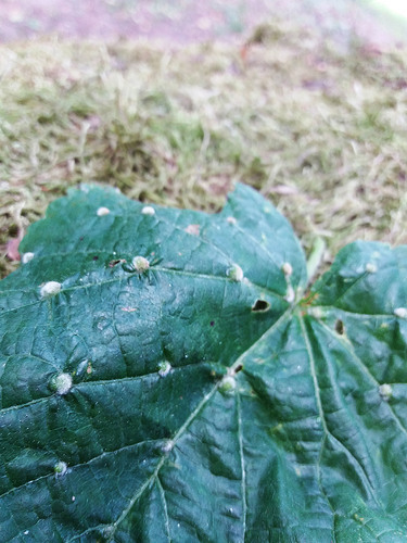 Lime gall mite