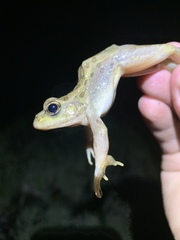Lithobates onca