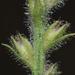 Verbena gemmea - Photo (c) nathantay, algunos derechos reservados (CC BY-NC)
