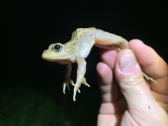 Lithobates onca