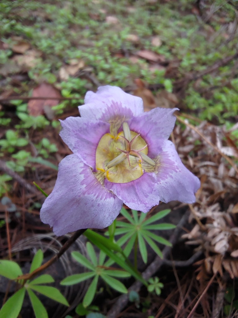 Tigridia estelae