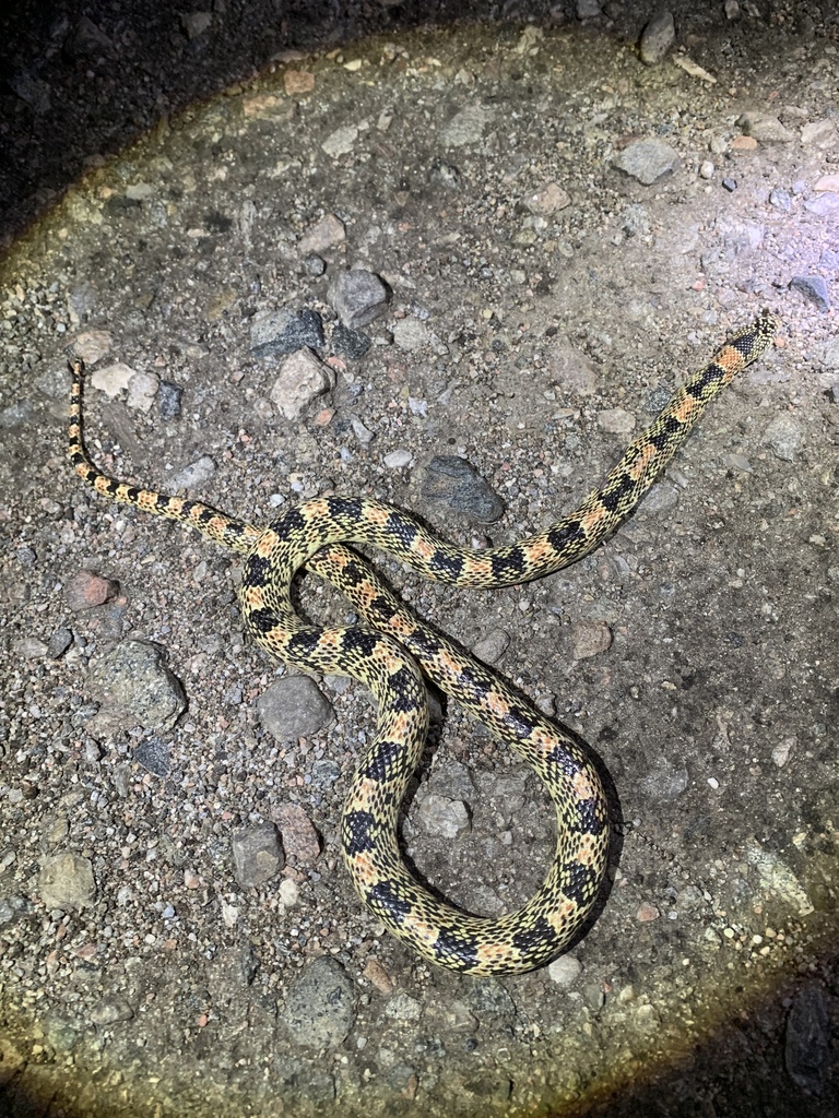 Long-nosed Snake from 7137–7159 New Gold Butte Rd, Mesquite, NV, US on ...