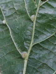 Eriophyes exilis