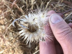 Berkheya insignis