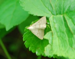 Chytolita morbidalis