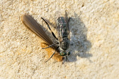 Atomosia melanopogon