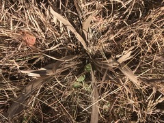 Hypoxis hemerocallidea