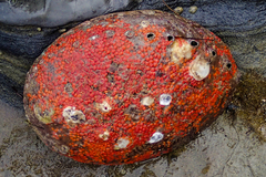 Metandrocarpa taylori