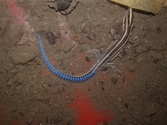 Holaspis laevis