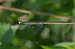 Coenagrion pulchellum