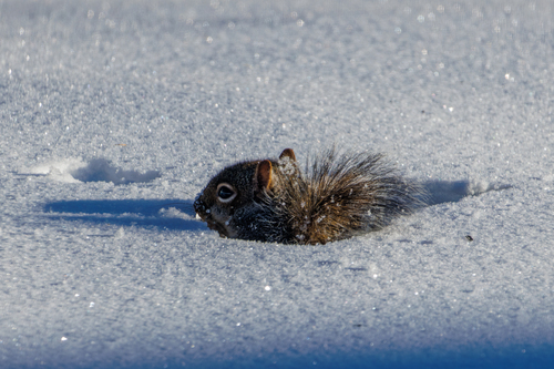 Eastern Gray Squirrel photographed in Tennessee