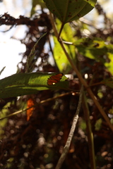 Symmachia titiana