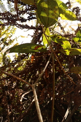 Symmachia titiana