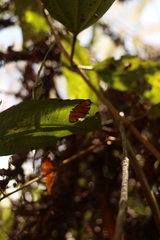 Symmachia titiana