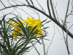 Cascabela thevetioides