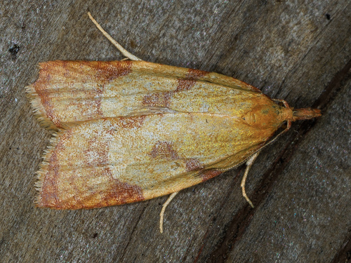 iNaturalist observation photo of Tortricine Ragwort Moth