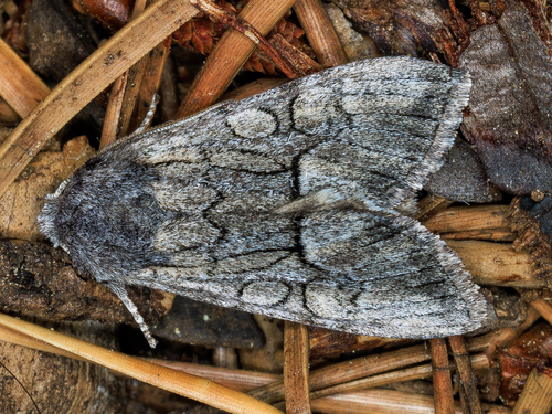 iNaturalist observation photo of Eremobina unicincta