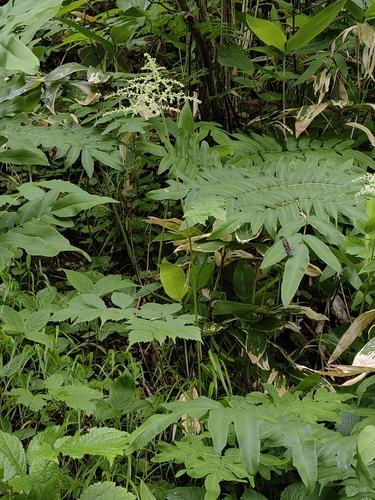 Astilbe thunbergii iNat (2)
