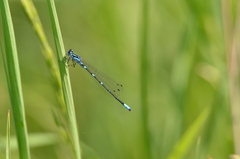 Coenagrion pulchellum