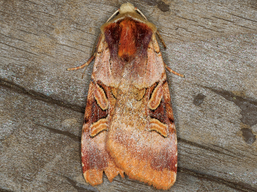 iNaturalist observation photo of Ruby Dart