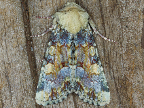 iNaturalist observation photo of Oligia rampartensis