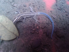 Holaspis laevis
