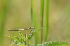 Platycnemis pennipes