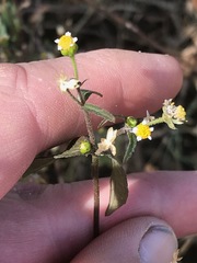 Galinsoga parviflora