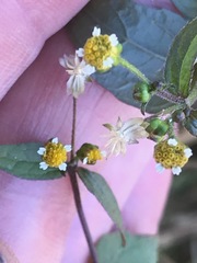 Galinsoga parviflora